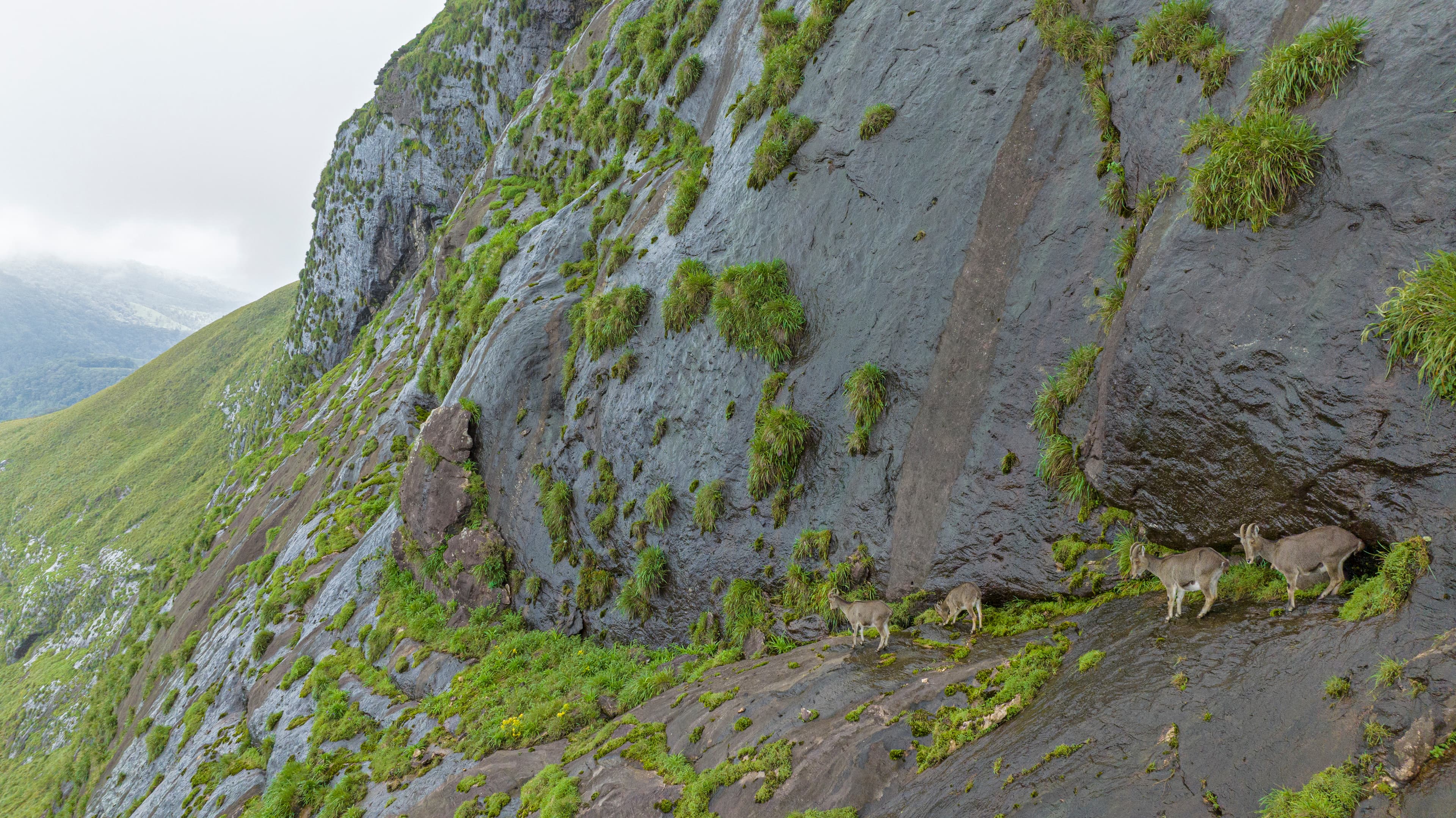 Nilgiri Tahr conservation work