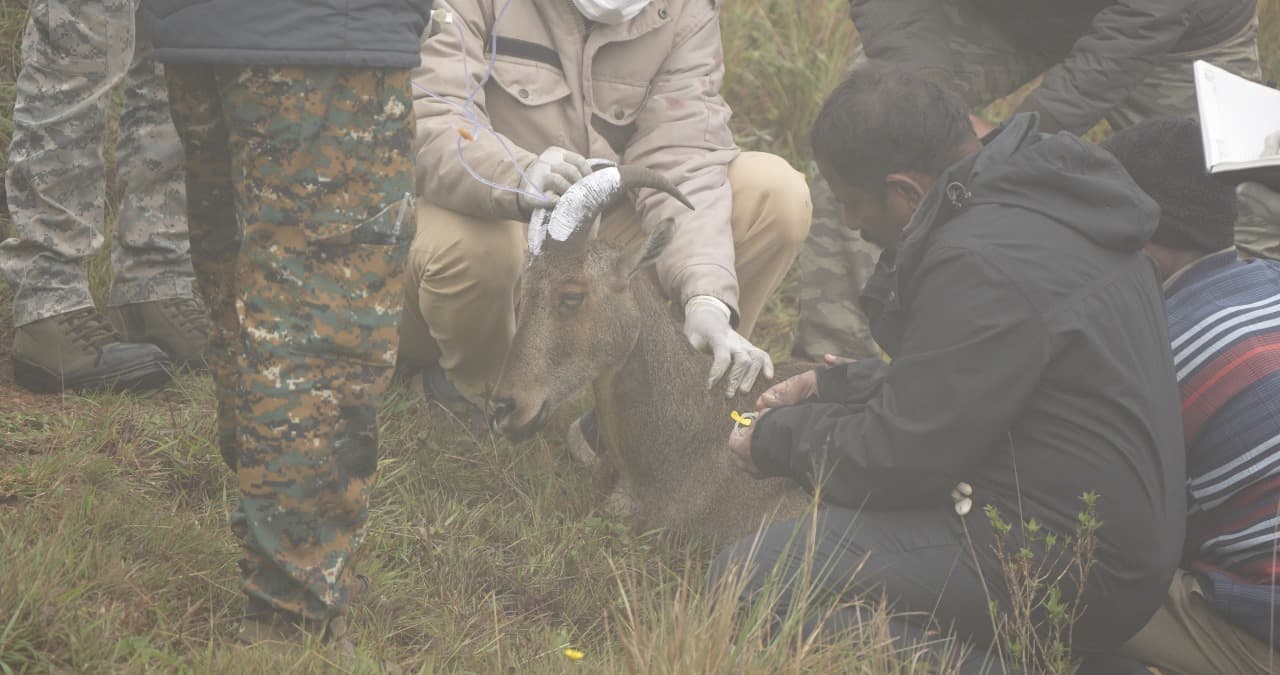REINTRODUCTION AND MONITORING