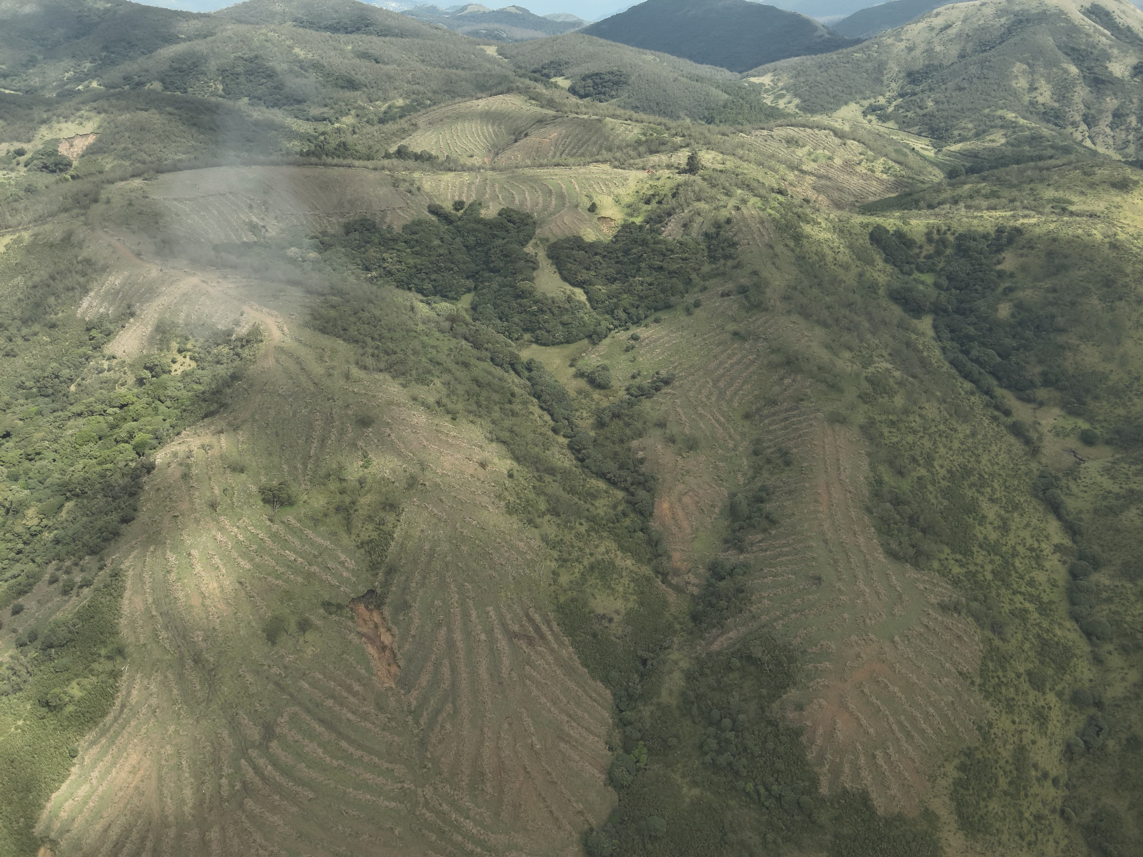 SHOLA GRASSLAND RESTORATION PILOT 
