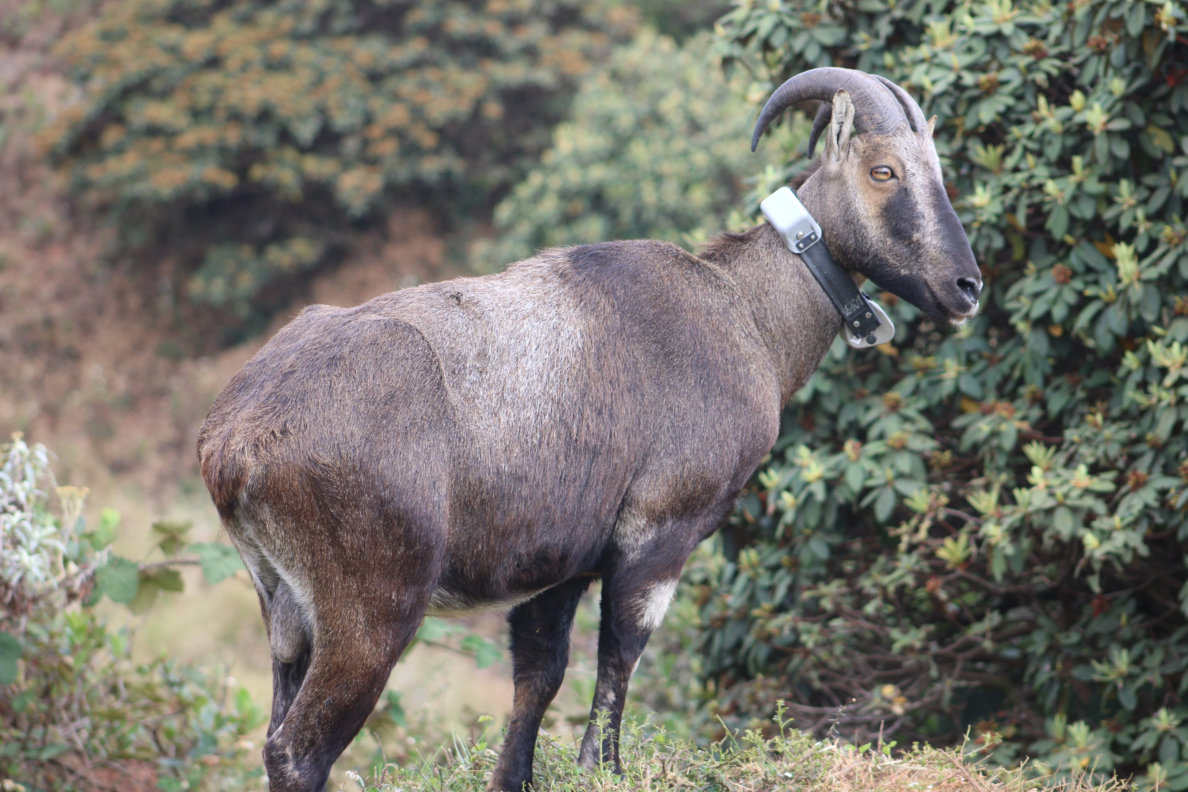 TRANQUILIZATION AND COLLARING