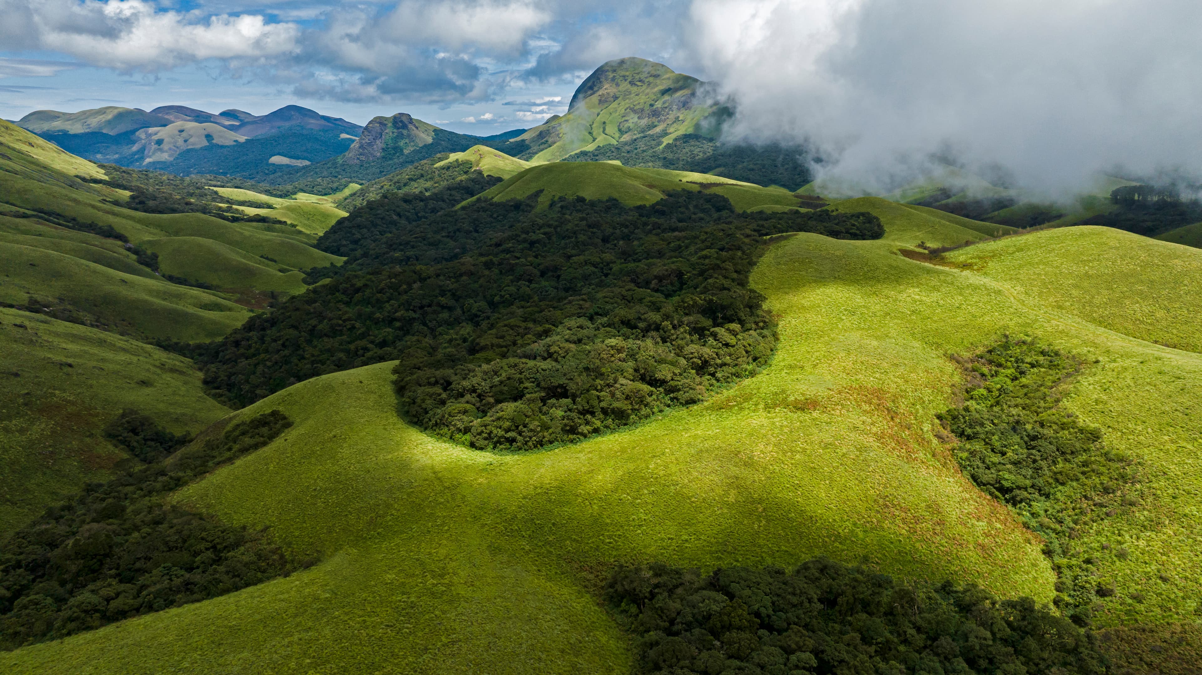 Montane Forest