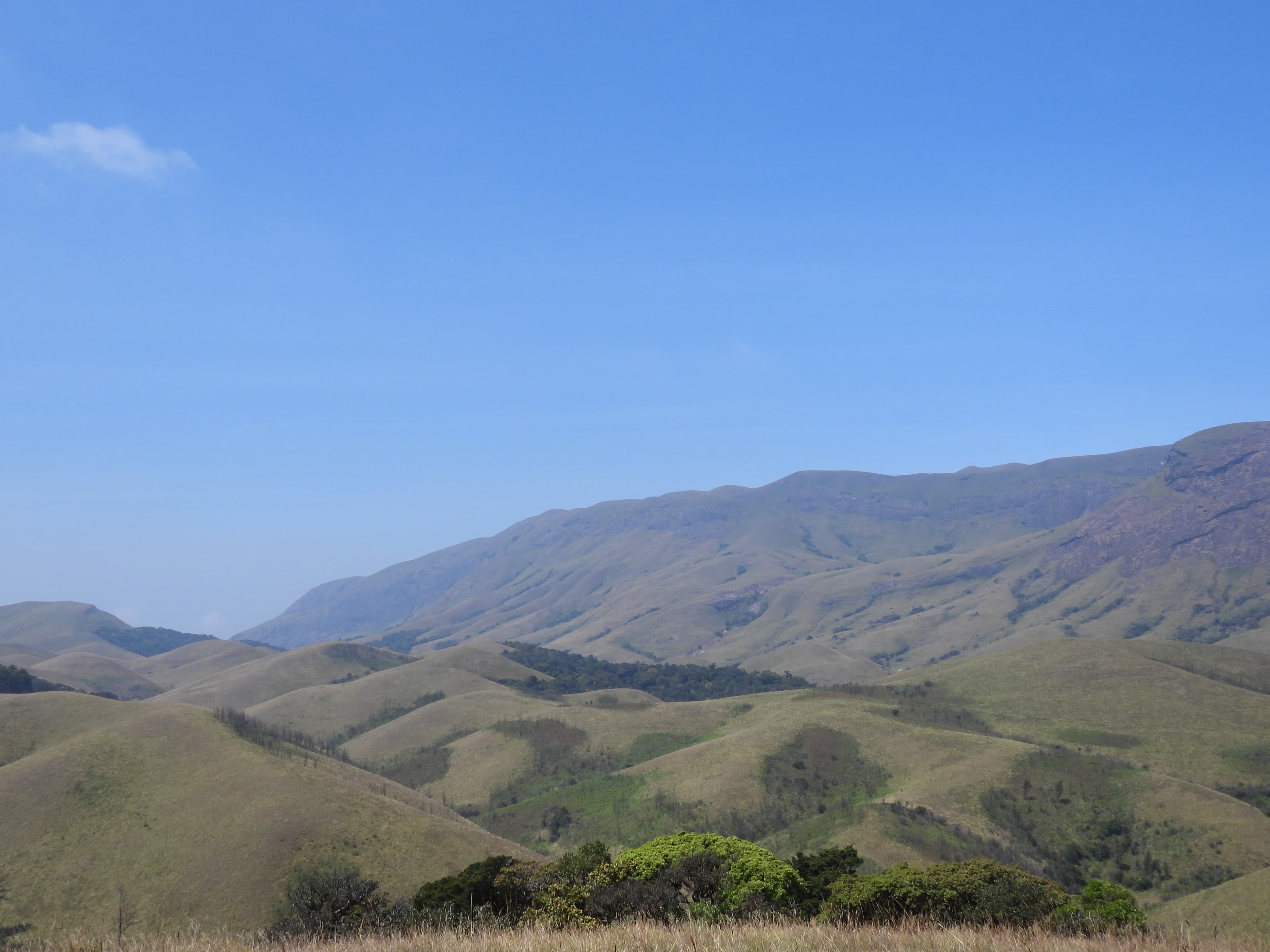 Shola Grassland