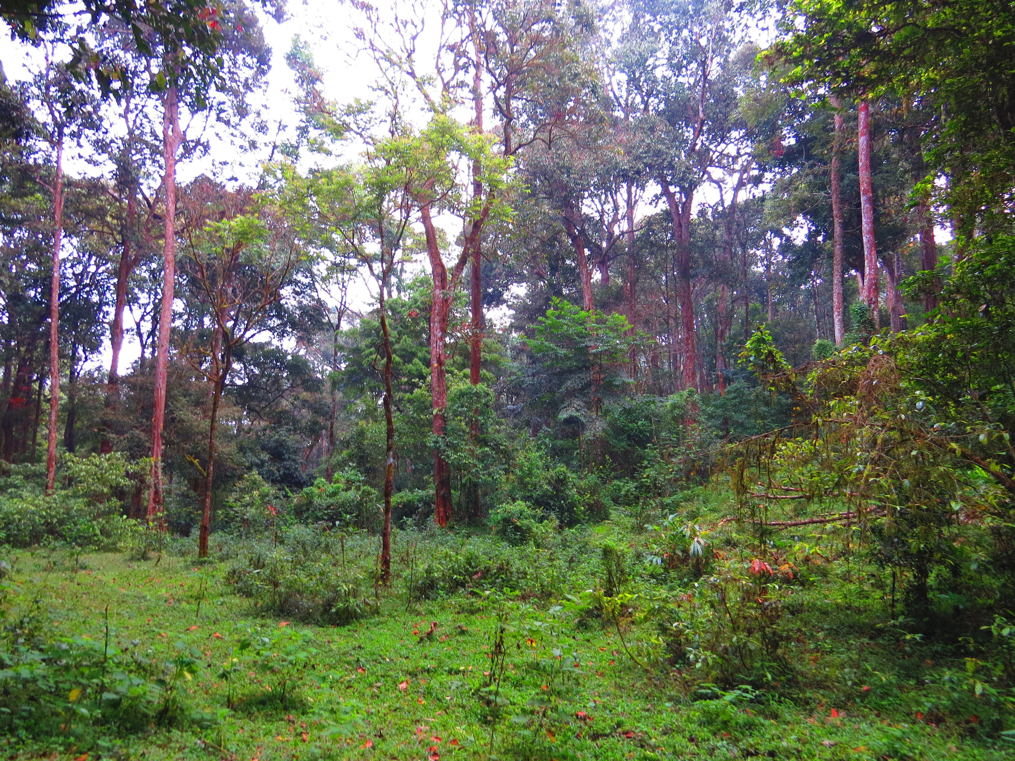 Evergreen Forest